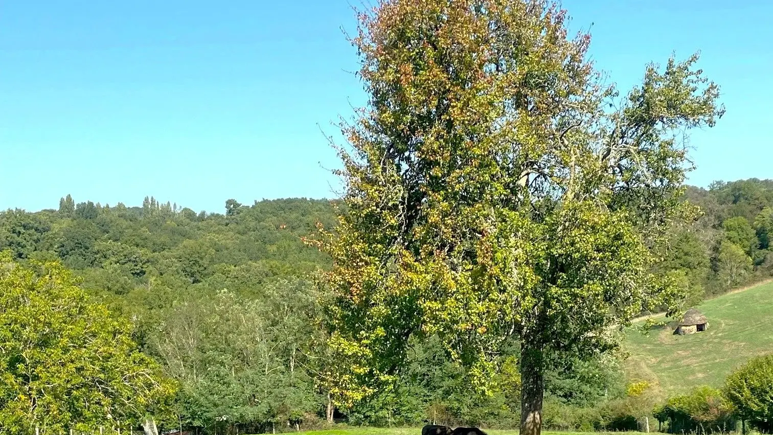 TAMNIES-Boucle du Pech Malat-Chevaux