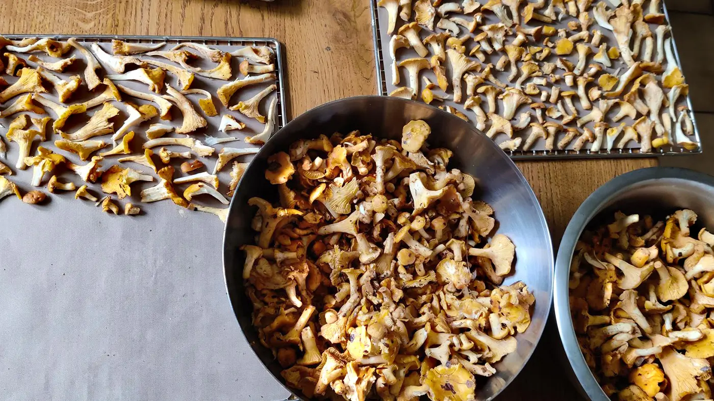 THOURON champigons
