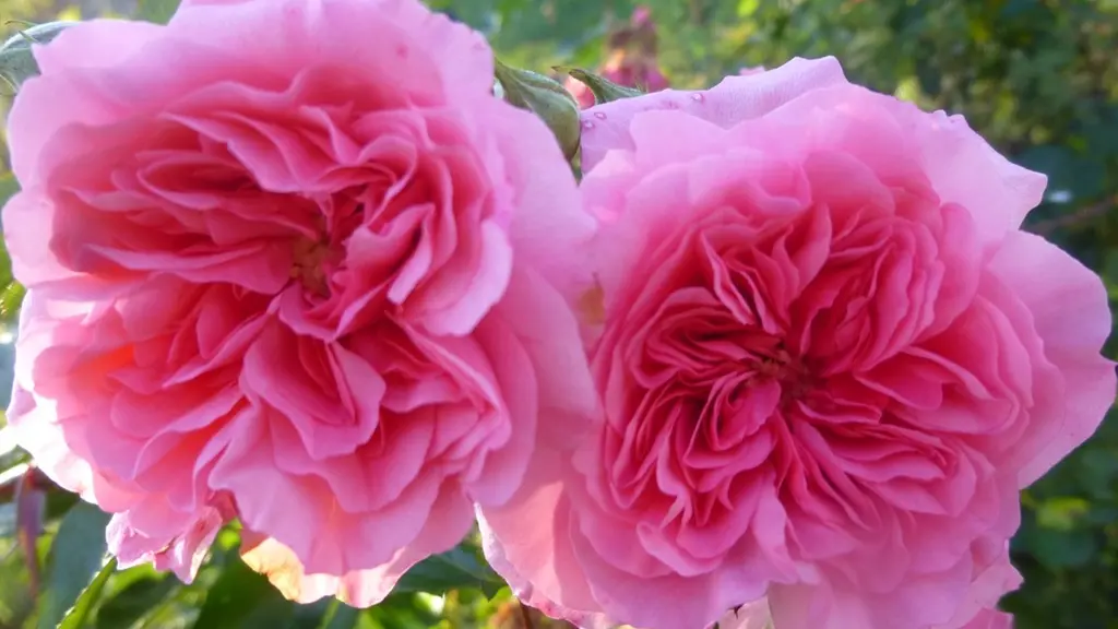 Rosier Les Quatre Saisons