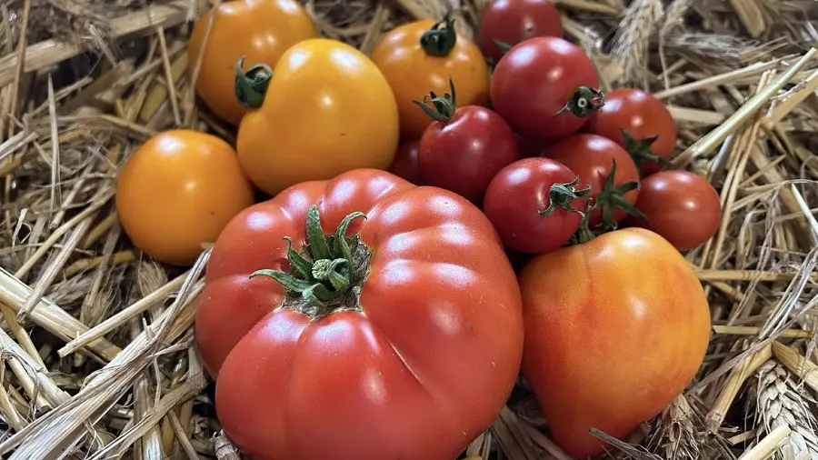 Tomates
