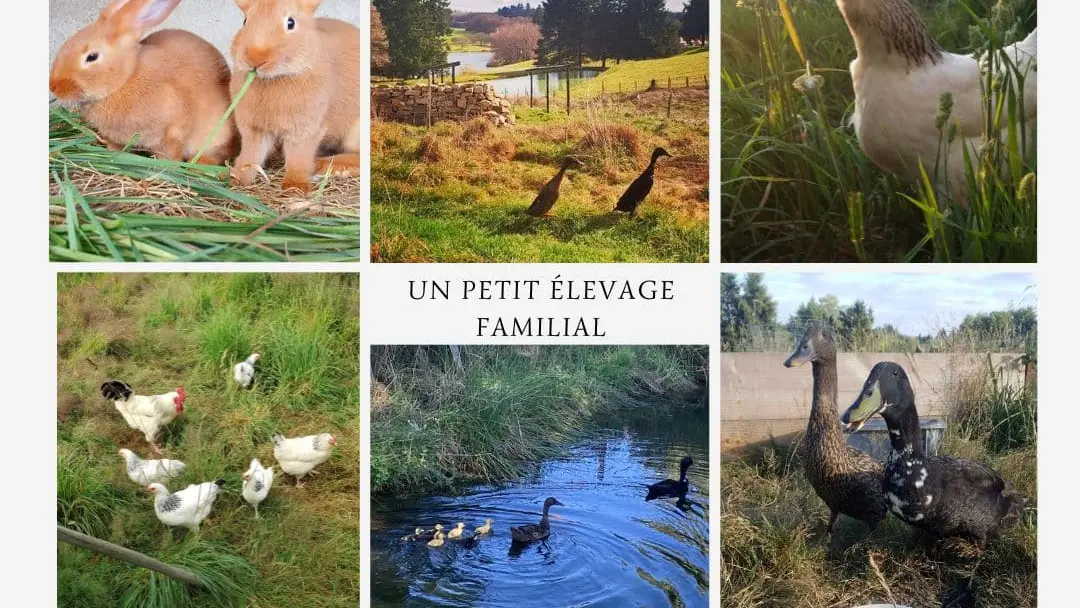 Un petit élevage familial