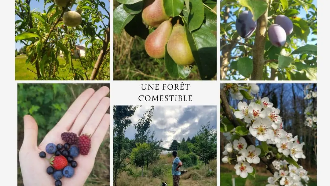 Une forêt comestible