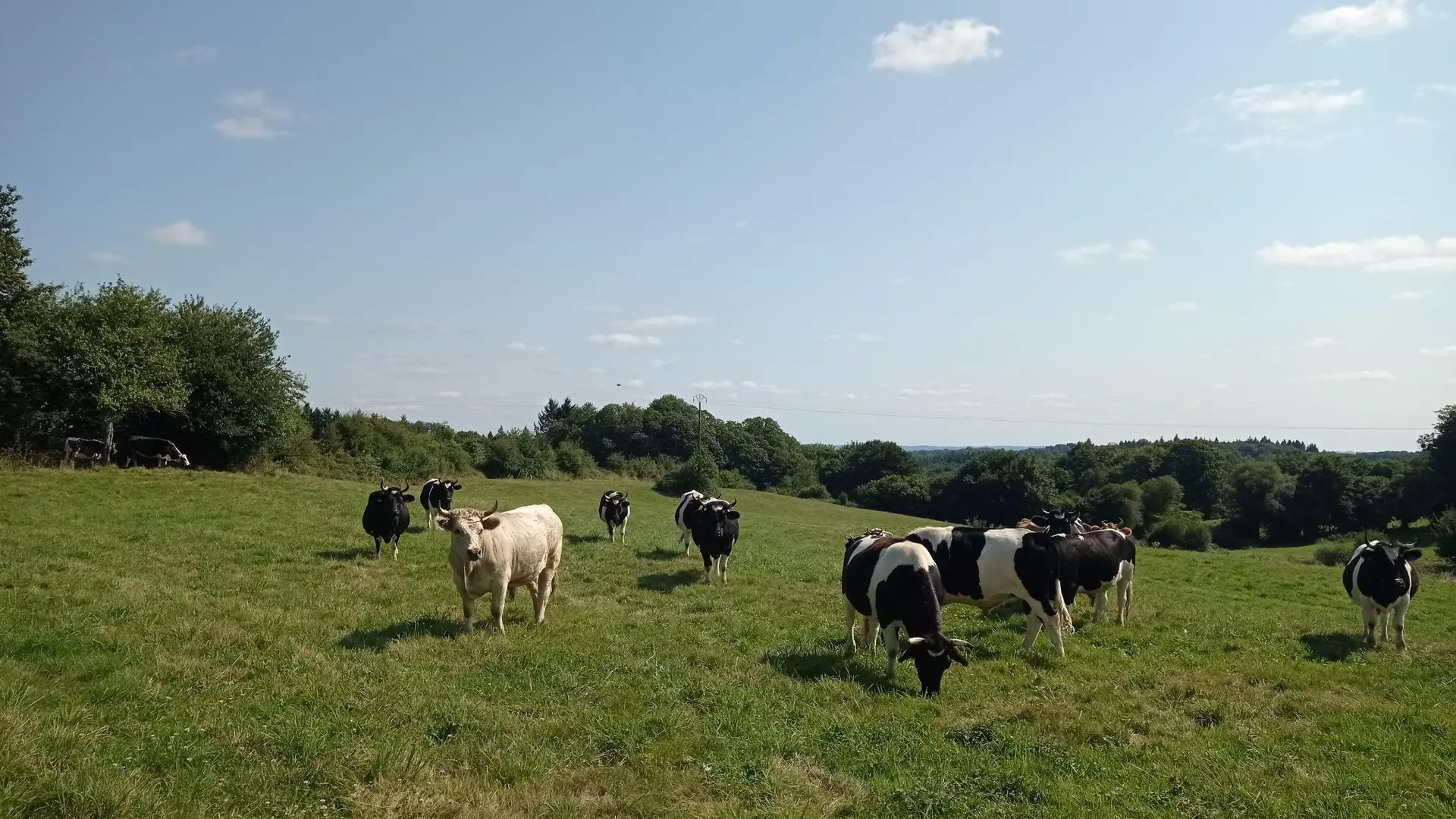 Vaches
