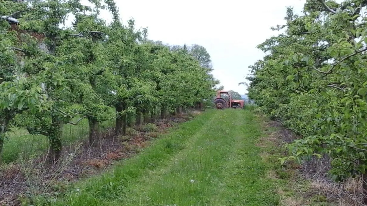 Vergers de Pommoire à Saint Léonard de Noblat