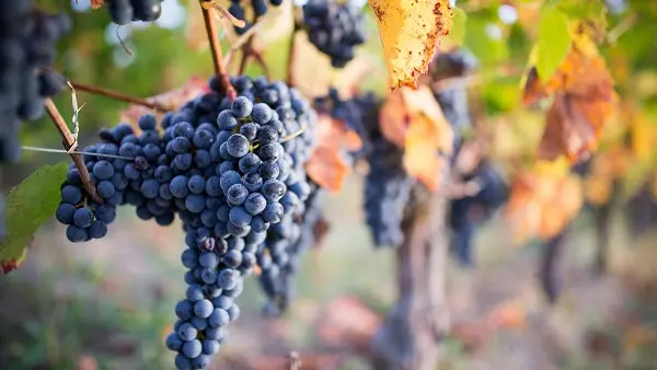 Vigne 12 - Baboux