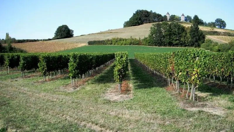 Vignes Cap Del Bourg - 08