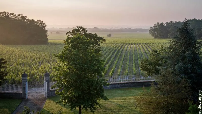Vignes Chateau Malescasse