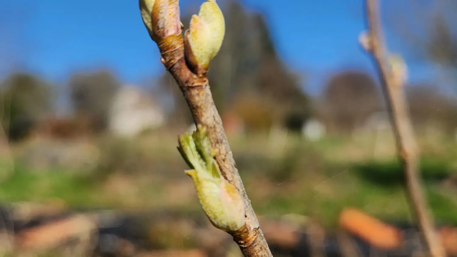 Cueillette des bourgeons