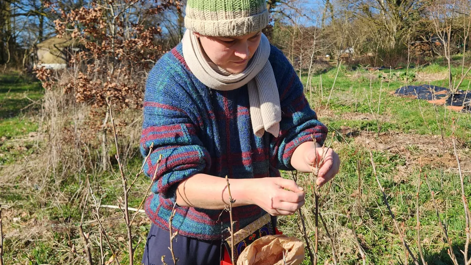 Cueillette des bourgeons