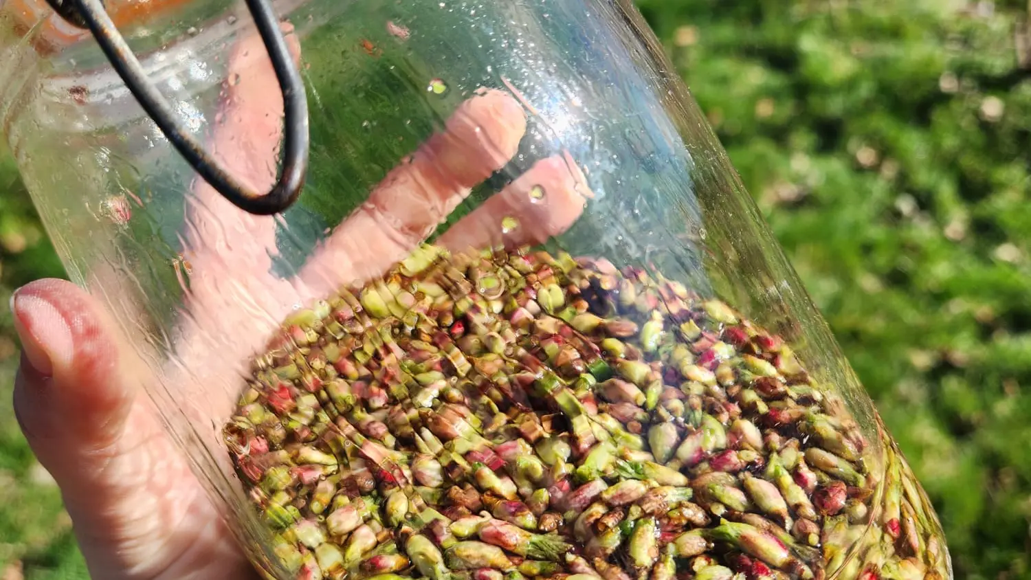 Cueillette des bourgeons