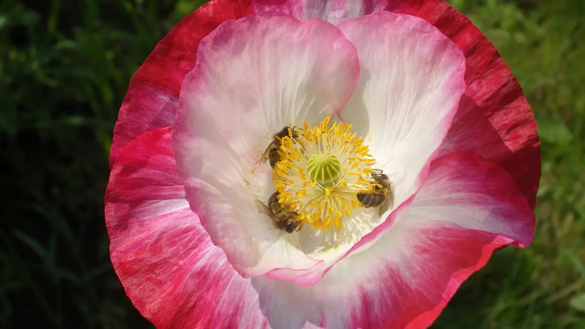 A la recherche de pollens