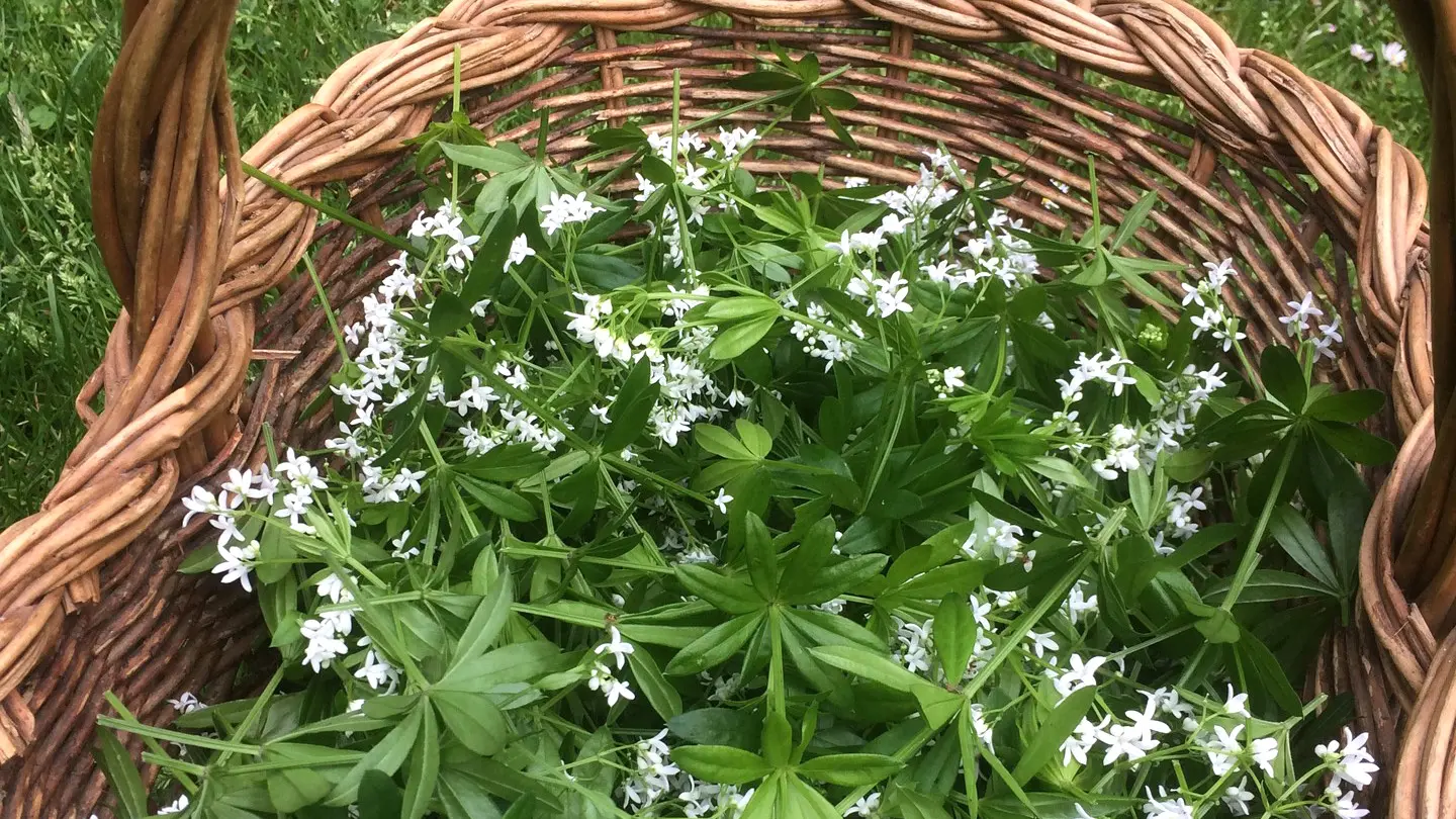 Forêt Jardin du Petit Chavanat