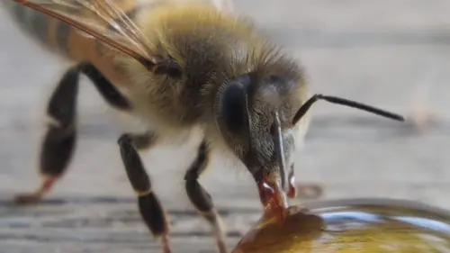 abeille1