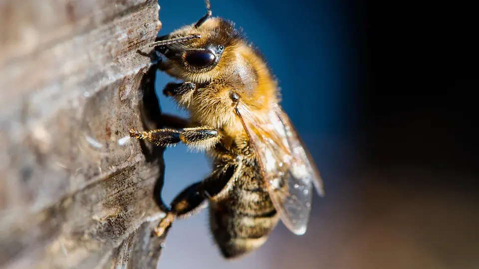 abeille2