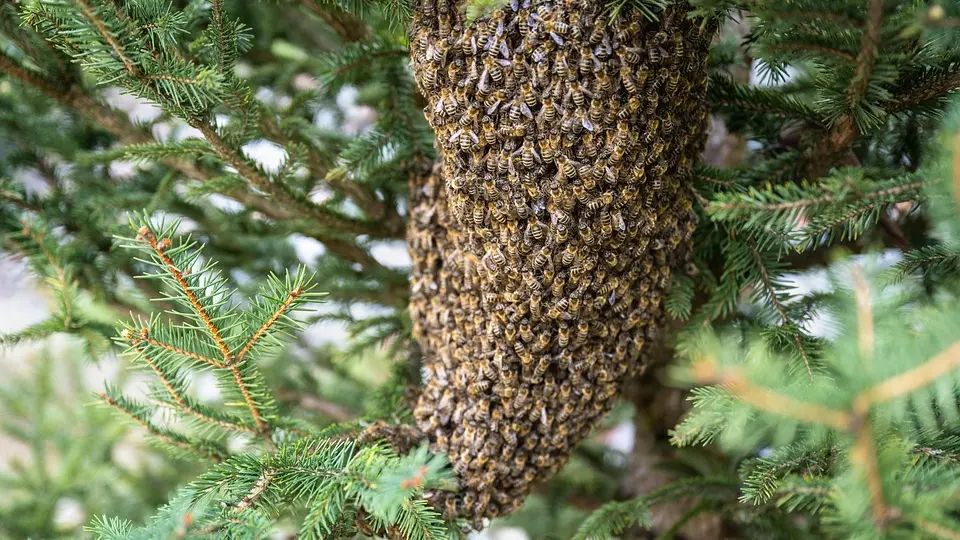 abeille3