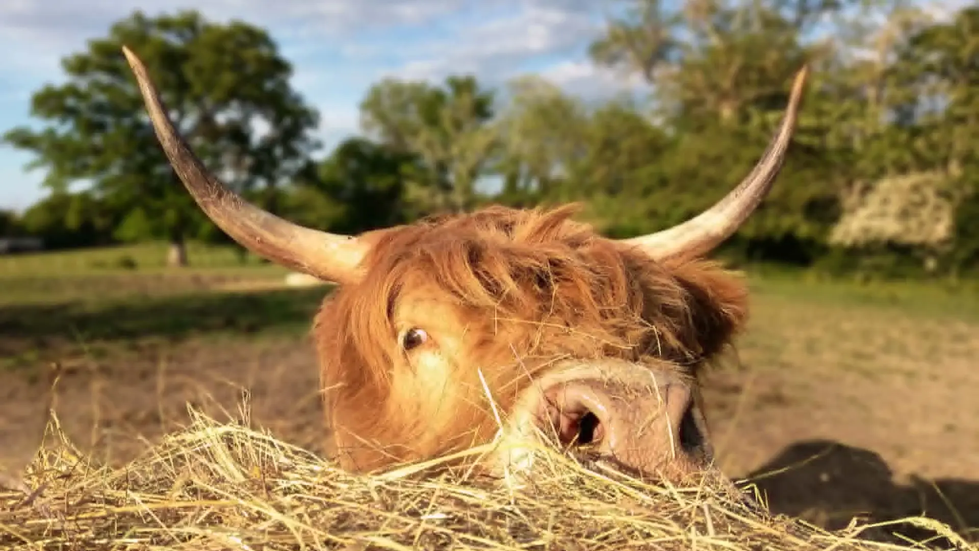 Harriet, vache Highland du Clos de l’Isop
