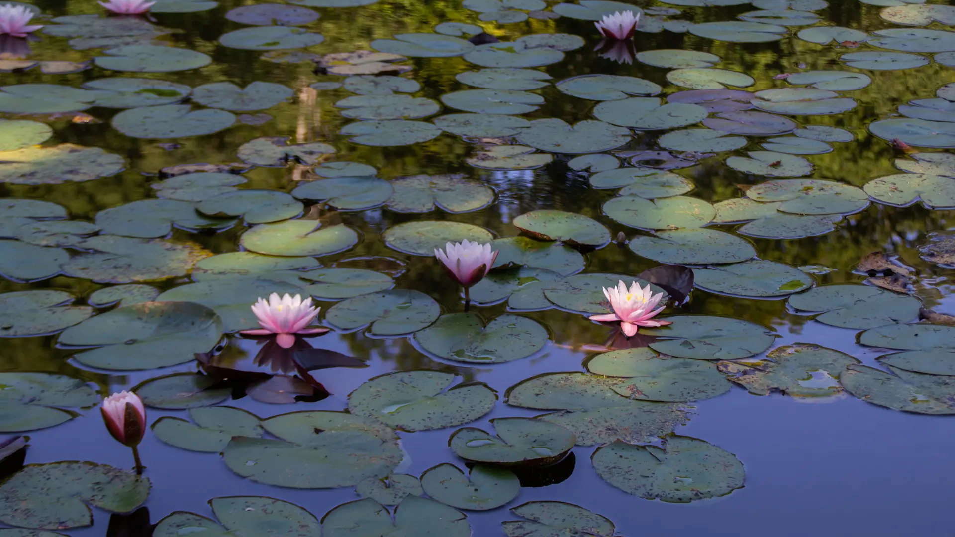 arboretum al gaulhia ©chatemiche