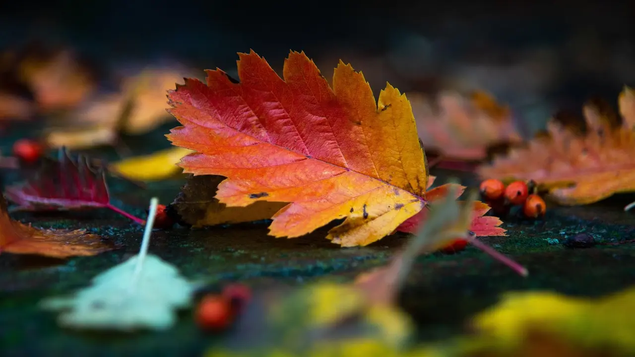 autumn-5