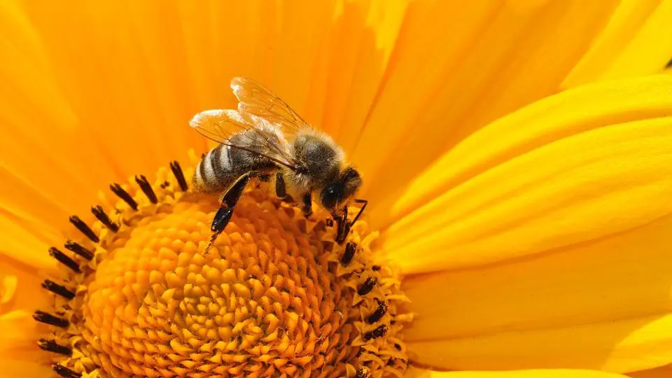 bee-170551_960_720