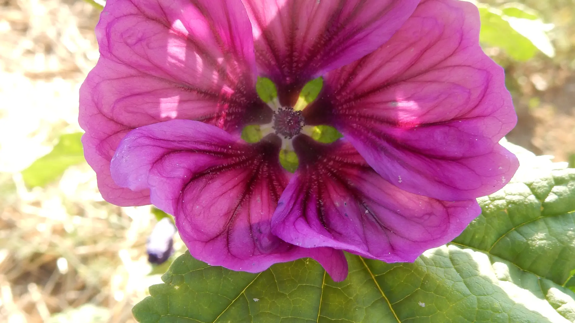 belles_a_croquer_callune