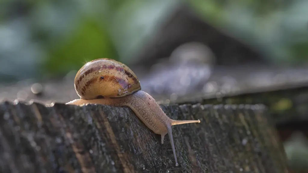 Visite commentée élevage d'escargots bio