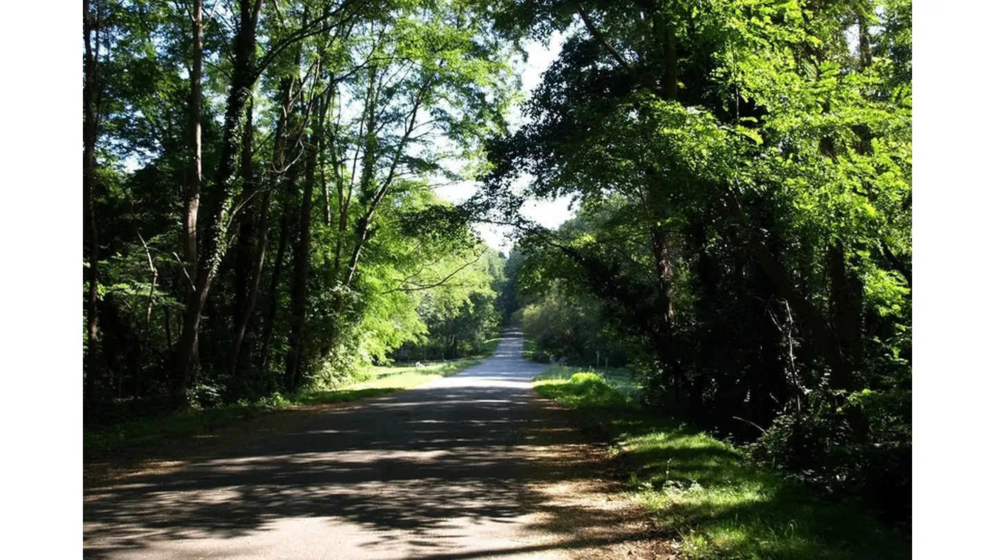 Forêt domaniale de Bastard - Pau - Allée