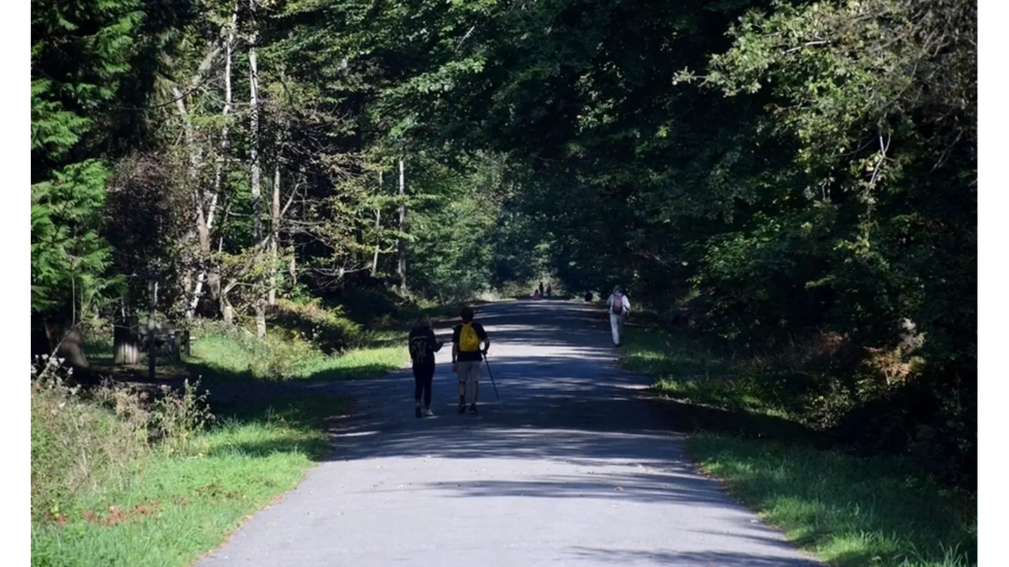 Forêt domaniale de Bastard - Pau - Allée et marcheurs