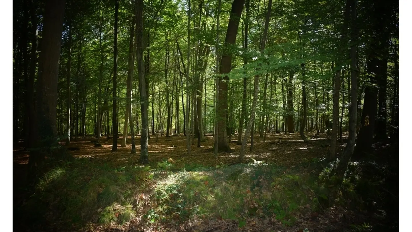 Forêt domaniale de Bastard - Pau - Sous bois
