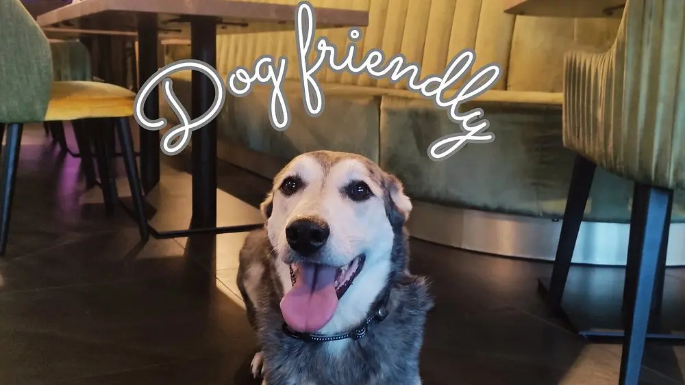 brasserie dog friendly