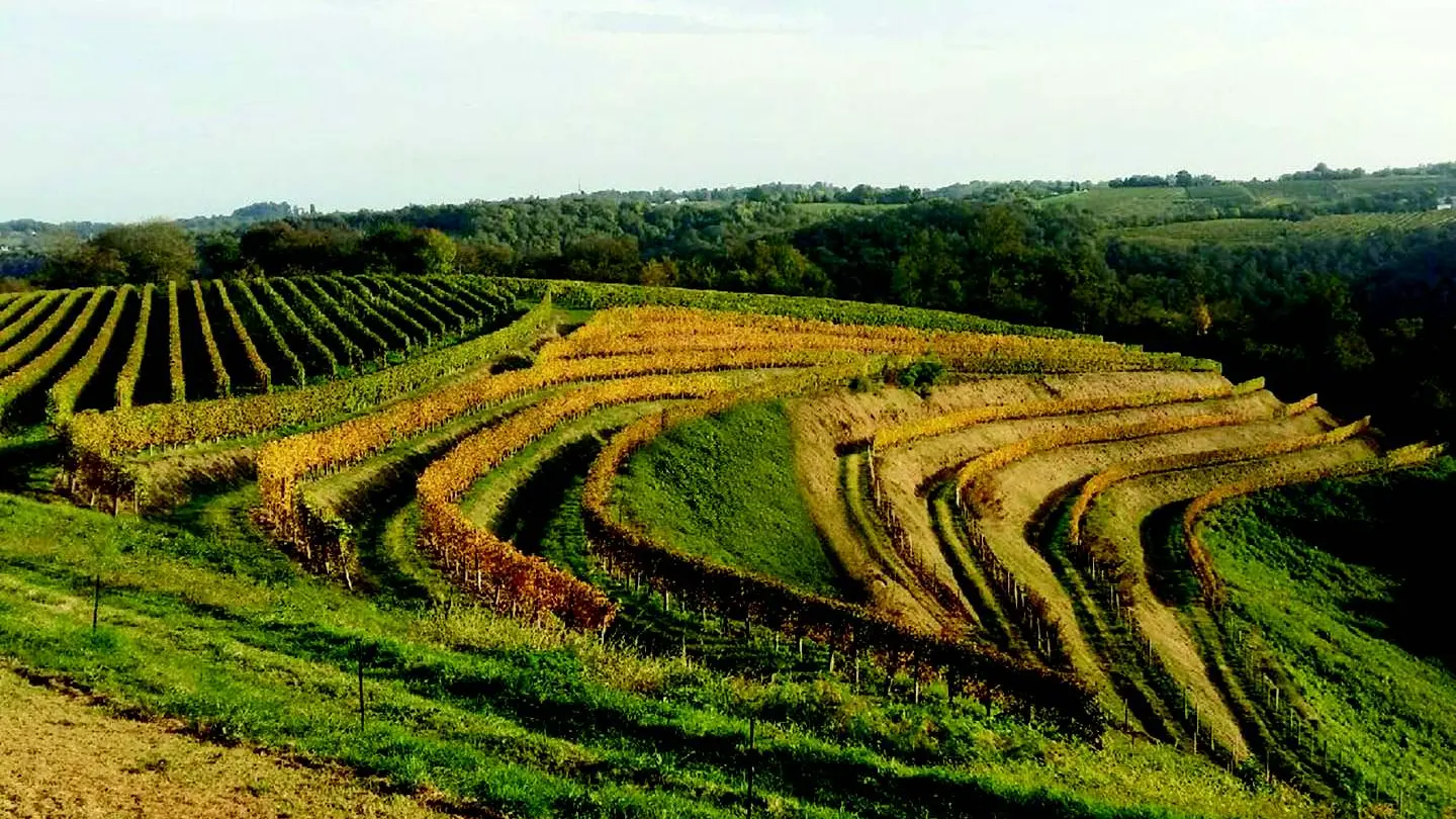 Domaine Burgué Séré - St Faust - vignoble