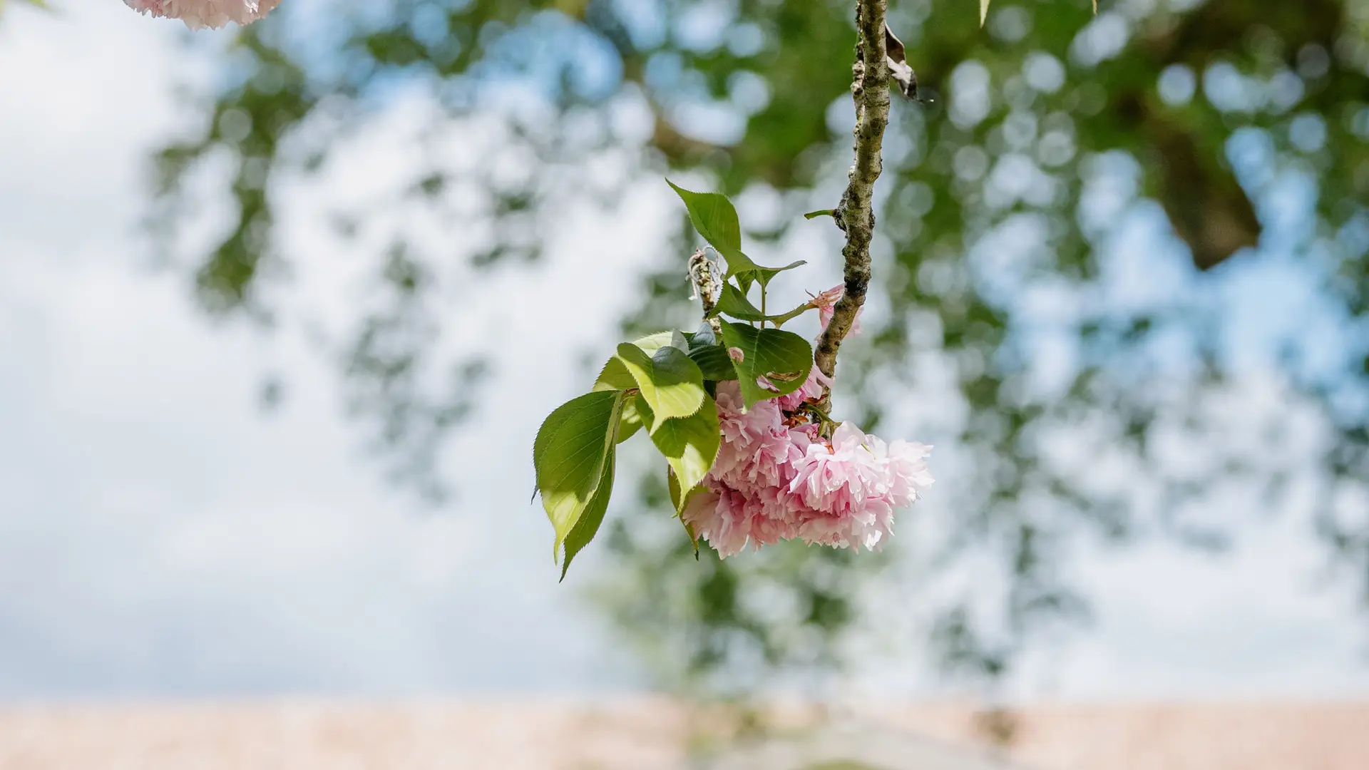 cantemerle_©bricebraastad_250417_82954