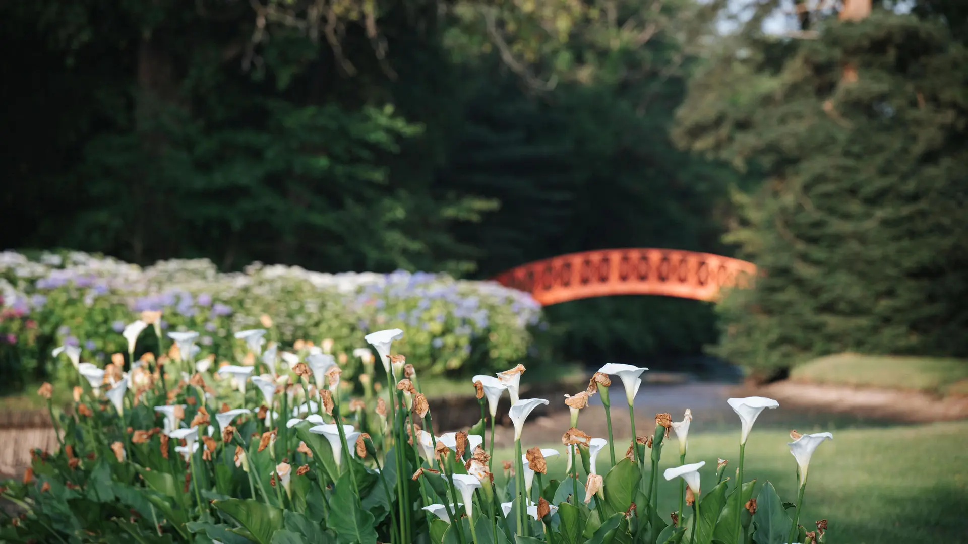 cantemerle_©bricebraastad_250611_96643