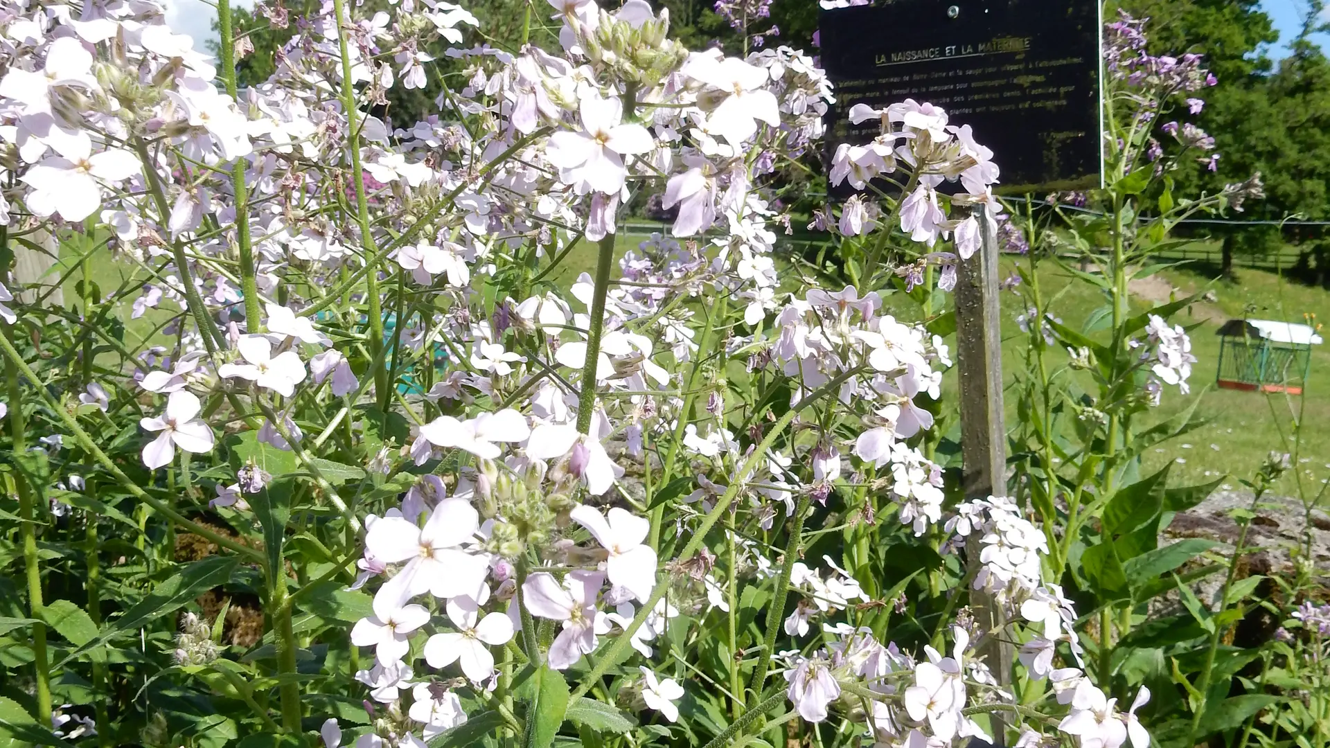 callune_jardin_des_simples