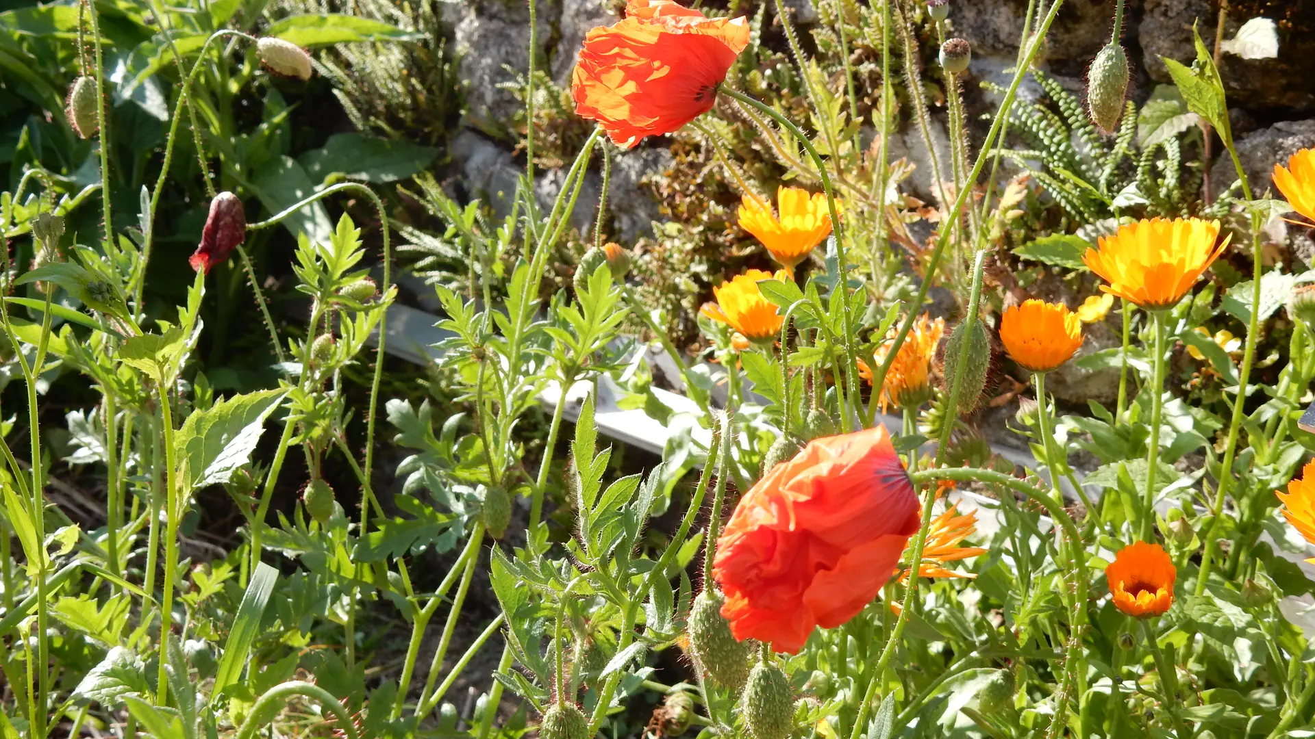 callune_jardin_simples