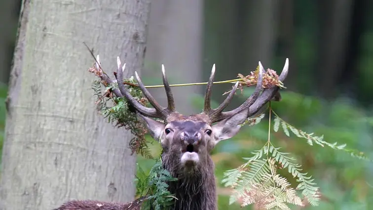 cerf_dgest_fnc_201900018