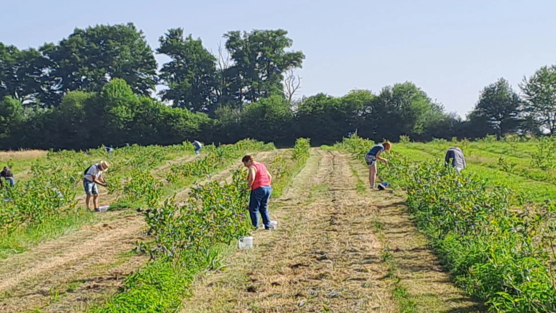 champ de cueillette de myrtille ferme de fardissou