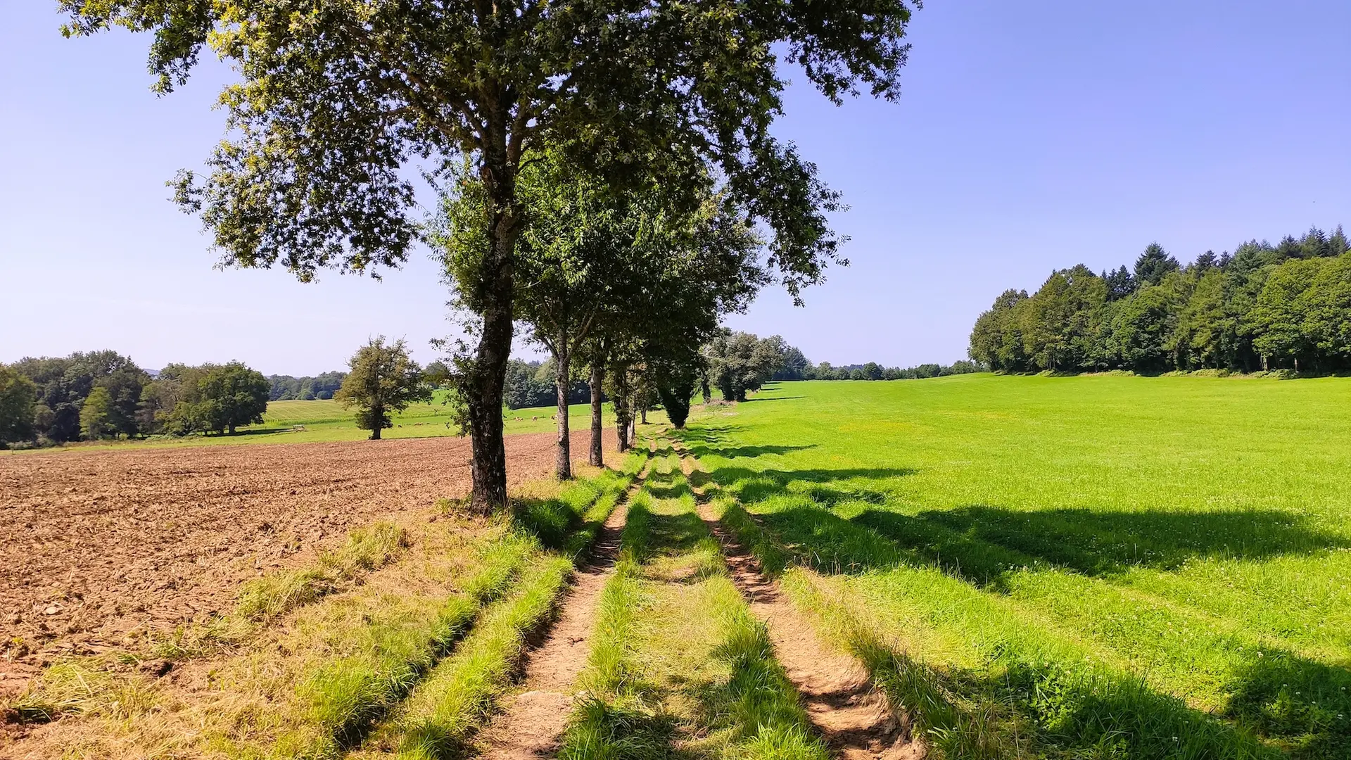 chemin