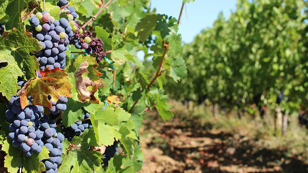 conne_vignes