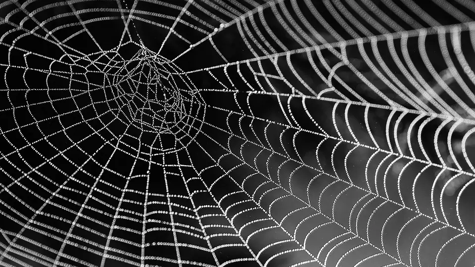 cobweb-921039_960_720