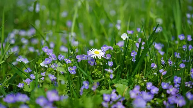 daisy-3102512_640