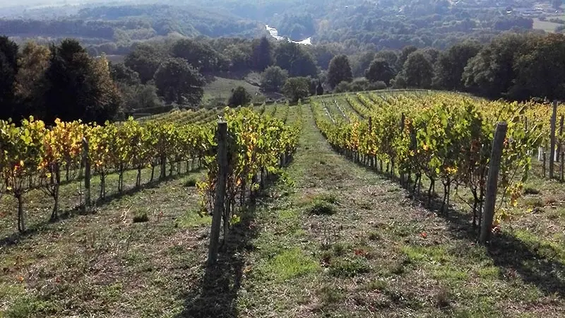 domaine-des-gabies-terroir