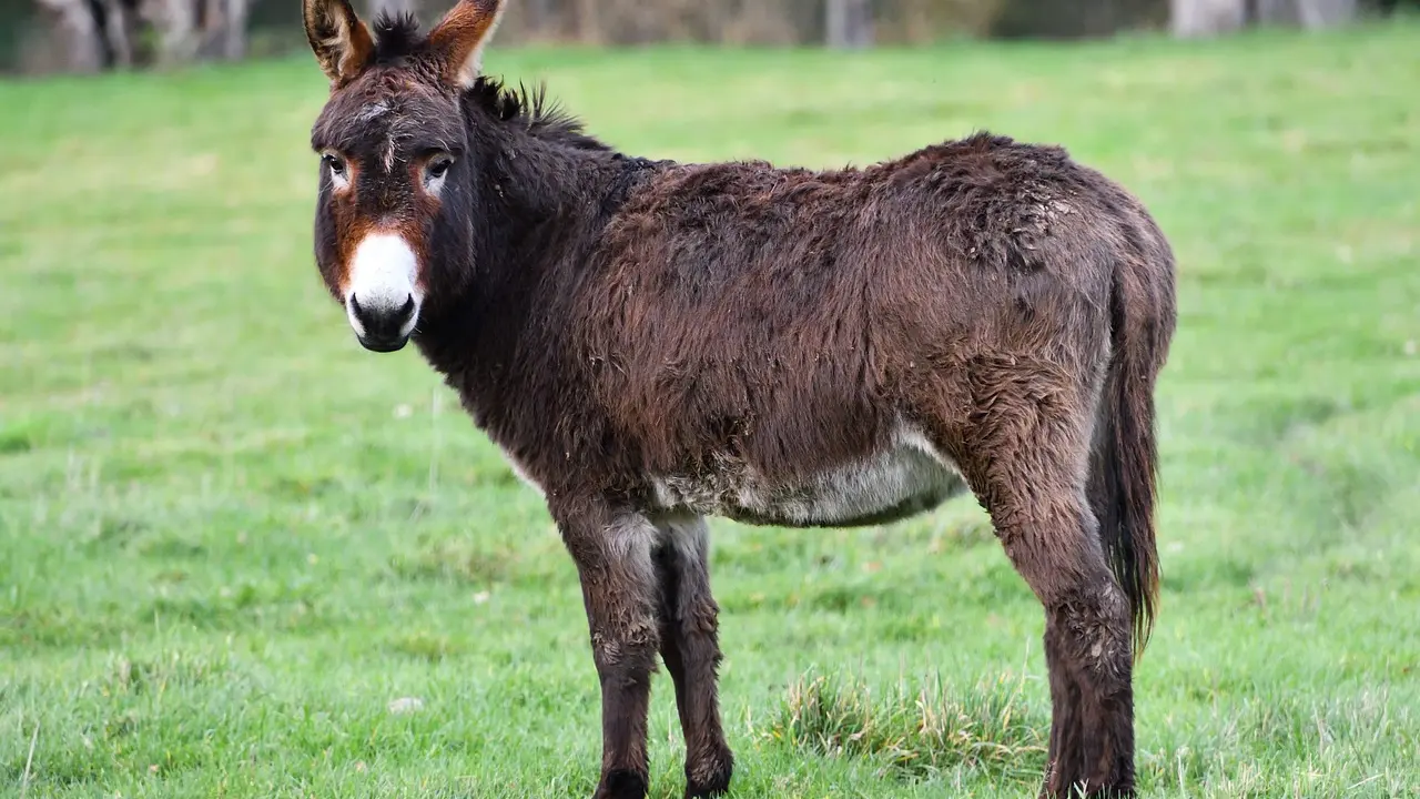 donkey-5872893_1280