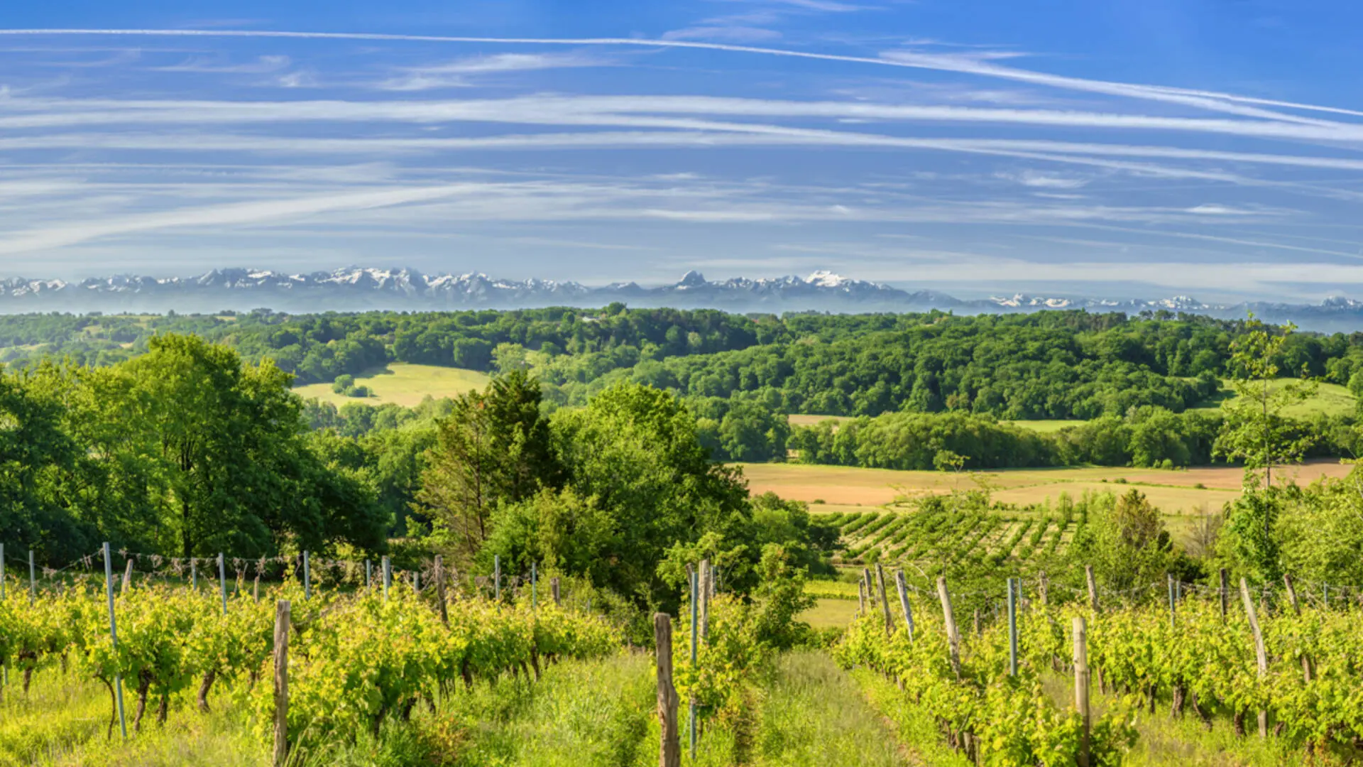 Vignes en Tursan