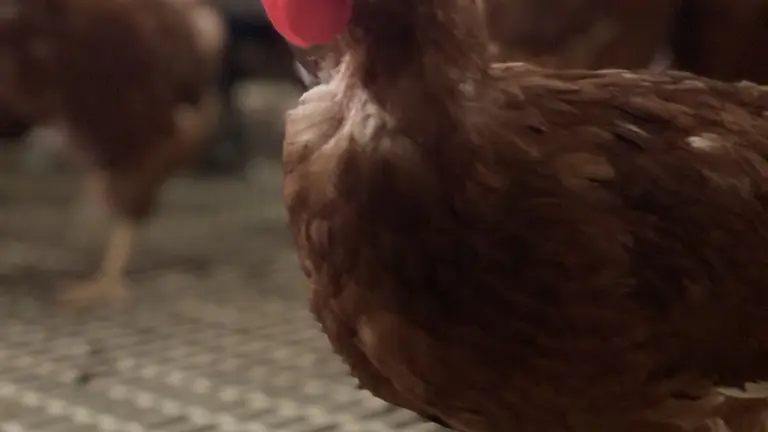 du nid à l'assiette 2