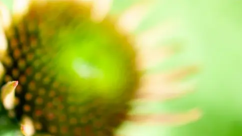 expo Marie Jo Felgines