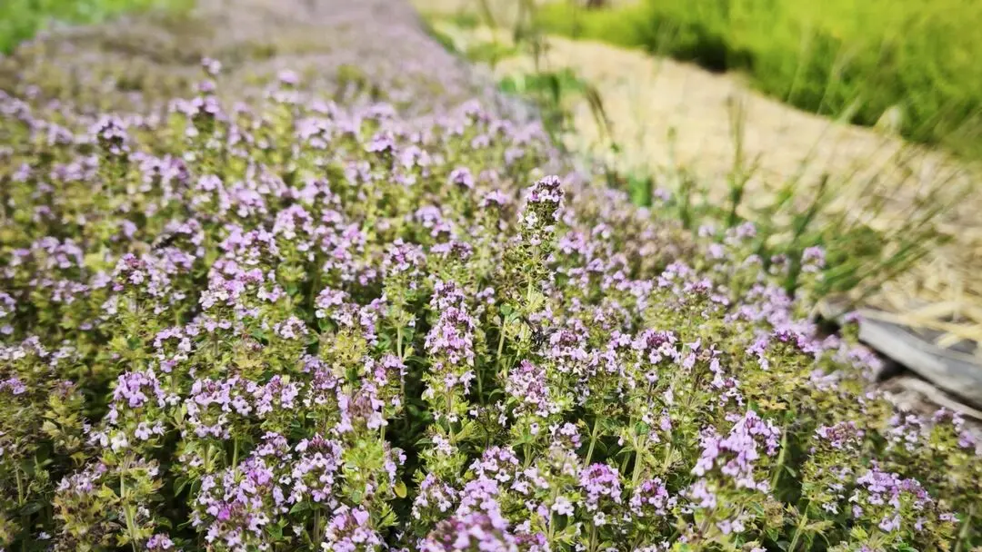 ferme-du-séchoir-thym-beleymas-tourisme-vallée-isle