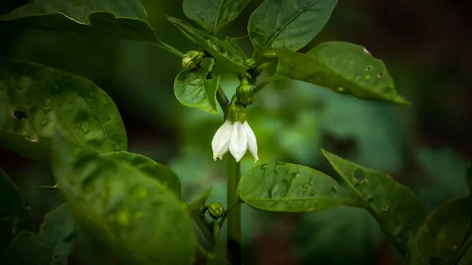 fermedelancien2