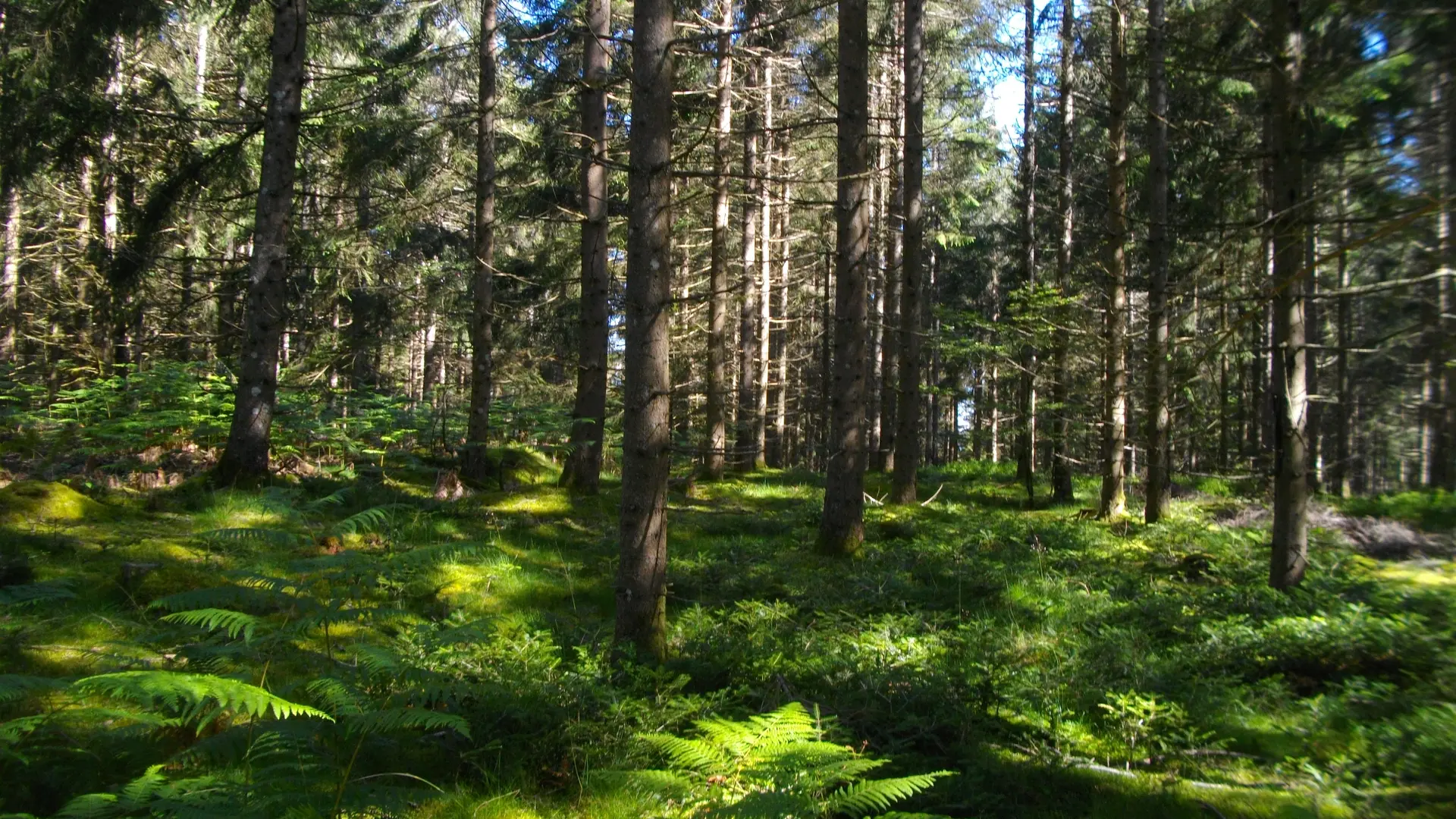 foret