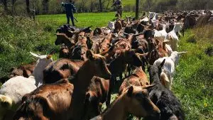 fromagerie-de-la-ribiere3