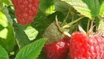 framboise ferme de fardissou2